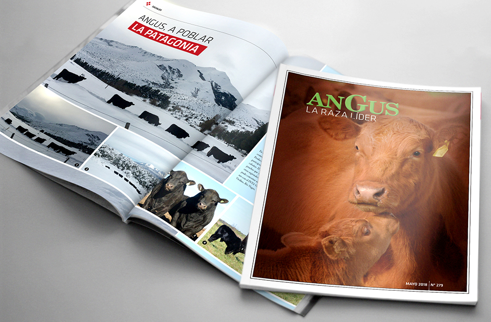  REVISTA ANGUS 279